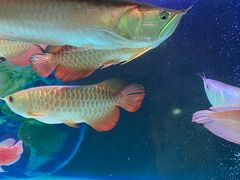 -双季花艺园艺市场(浦东店)