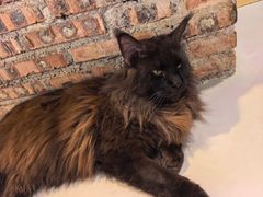 -豆逗聊愈猫阁Easy Life