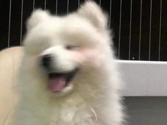 -九记潮汕现切鲜牛肉自助火锅(新开铺店)