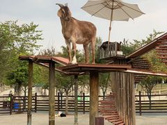 -黄龙溪欢乐田园