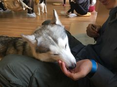 -Husky Go! 哈士奇体验馆·宠物咖啡厅狗咖