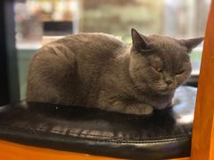 -猫小院猫主题餐厅(三里屯店)