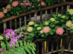 -正佳雨林生态植物园
