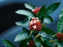 -十八棵（老龙井）御茶园(老龙井店)