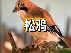 -上海野生动物园