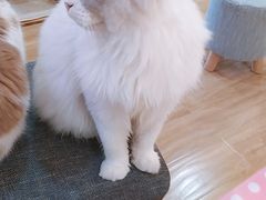 -滚猫咖啡·猫咖·猫友好撸猫(未来城店)