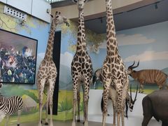 -陕西自然博物馆