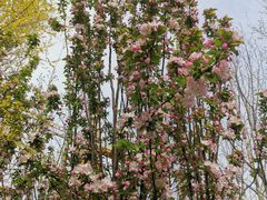 -桃花堤公园
