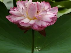 -陈家山荷花公园