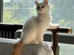 -纳吉亚猫专科动物医院(康都外科中心)