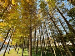 -上海长兴岛郊野公园