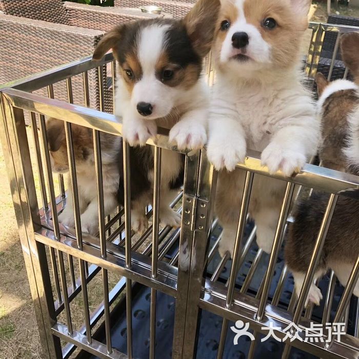 萌宠宝贝猫狗活体售卖宠物店