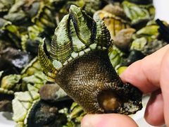 佛手螺-胖大嫂渔家排档·全海景餐厅(渔村店)