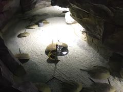 -泉城欧乐堡海洋极地世界