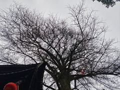 -缙云山景区