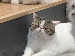 -瞄一喵猫咖(格力海岸店)