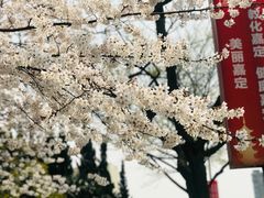 -嘉定紫藤园