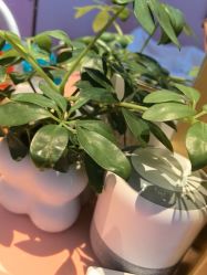 -莎蔓莉莎美容会所