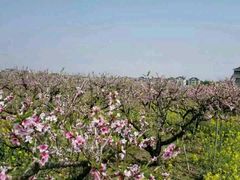 -南汇水蜜桃采摘(大团店)