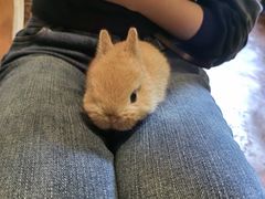-猫猫幼稚园·撸猫·桌游·电玩