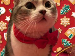 -70cat德文卷毛猫·缅因猫纯种猫舍