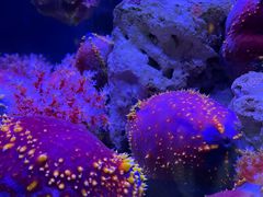 -太平洋海底世界