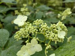 -青峰峡国家森林公园