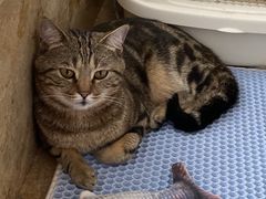 -Catmate·猫肥家润(金润铂宫店)