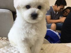 -翊宠yipet猫狗购宠庄园犬舍•猫舍