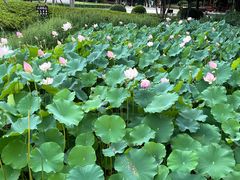 -金银湖国家城市湿地公园