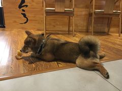 -柴务处·柴犬主题狗咖