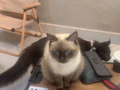 -Heymao猫咖.咖啡厅(东门店)