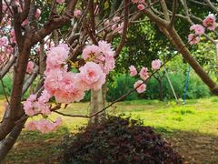 -天适樱花悠乐园