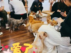 -柯斗斗主题餐厅·狗咖·围炉煮茶·茶饮(国瑞升平里店)