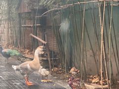 -春记潮汕牛肉火锅
