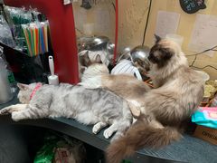 -猫色咖啡·猫咖