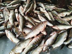 -章记正宗南岗鱼蛋火锅