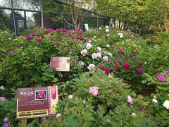 -洛阳市牡丹公园