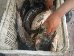 -白渔泡湿地公园