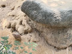 -广州长隆野生动物世界