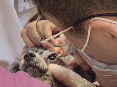 -宠爱国际动物医院·消化内科·心肾内科·ISFM猫友好(望京店)