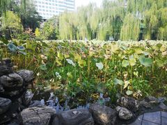 -莲湖公园