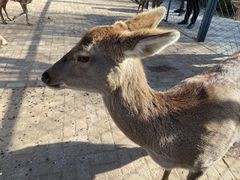 -长白岛森林公园