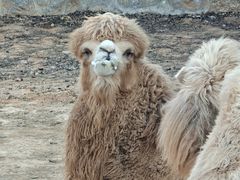 -石家庄市动物园