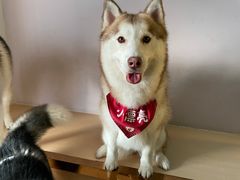 -Husky Go! 哈士奇体验馆·宠物咖啡厅狗咖