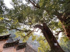 -杨家堂村