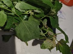 -树厨贵州菜(花果园购物中心店)