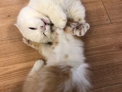 -MOYOYO猫咪咖啡店