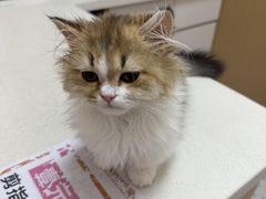 -瑞派康怡24h宠物医院·犬猫医疗中心·微创绝育(瑞景分院)