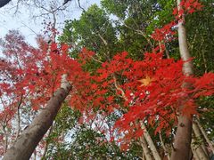 -秋霞圃